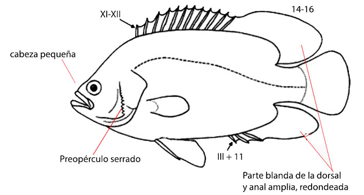 Familia Lobotidae.jpg
